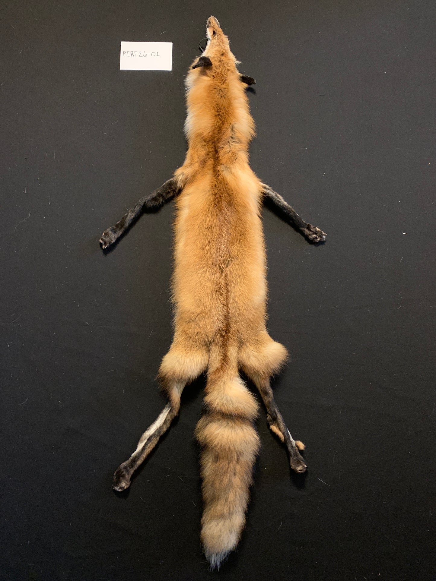 Red fox PIRF26-01