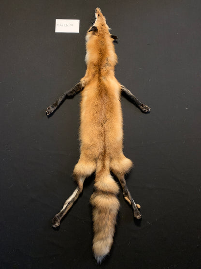 Red fox PIRF26-01