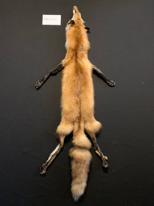 Red fox PIRF26-01