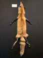 Red fox PIRF26-01