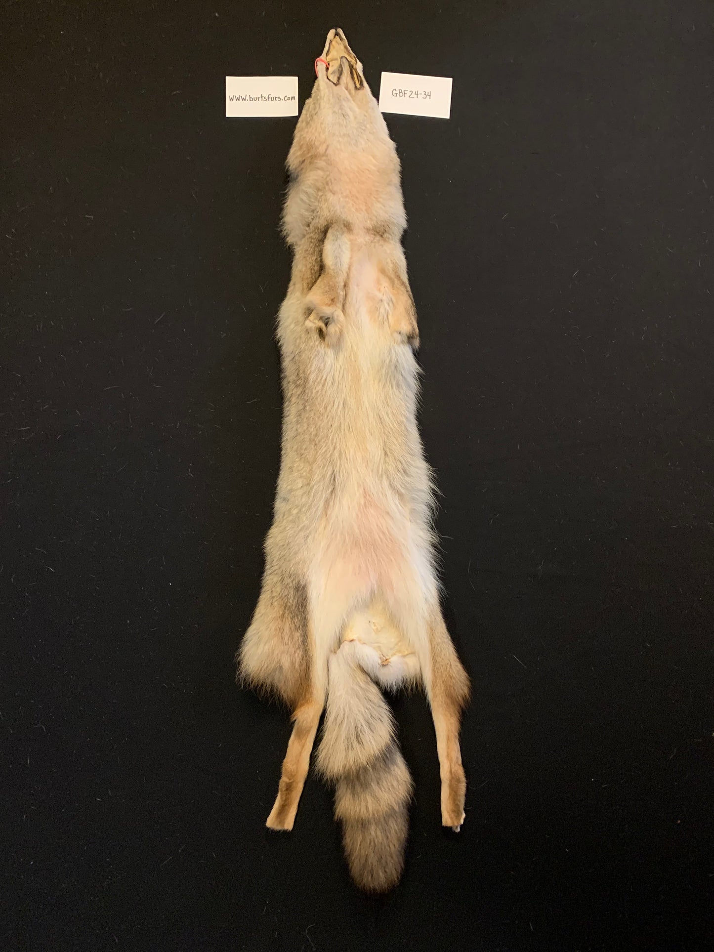 Coyote pelt GBF24-34