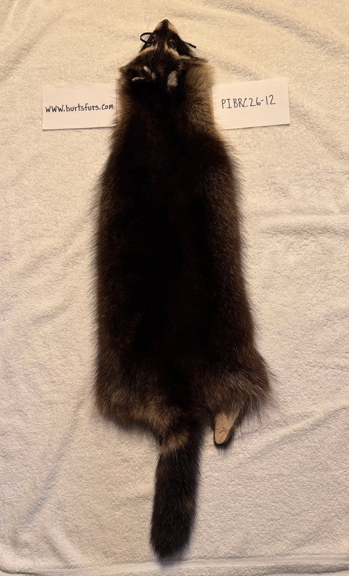 Fishercoon Racoon pelt PIBRC26-12