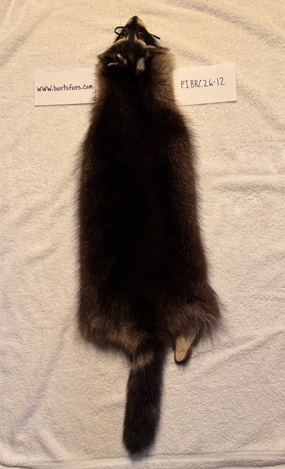 Fishercoon Racoon pelt PIBRC26-12
