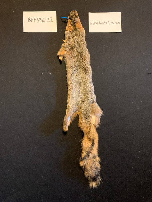 Fox squirrel   BFFS26-22