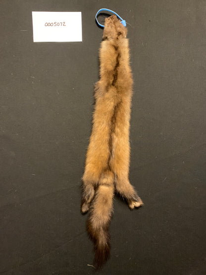 Marten (sable) pelt 5072