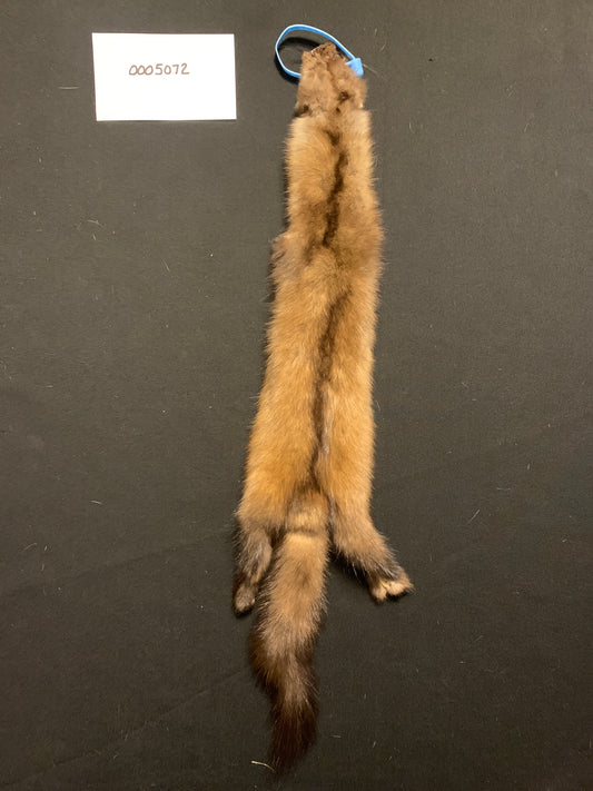 Marten (sable) pelt 5072