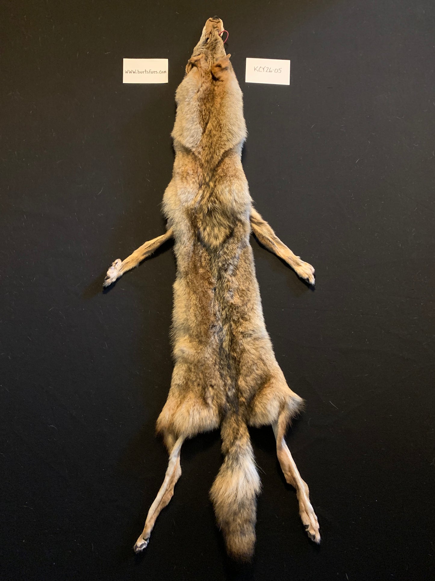 Coyote pelt KCY26-05