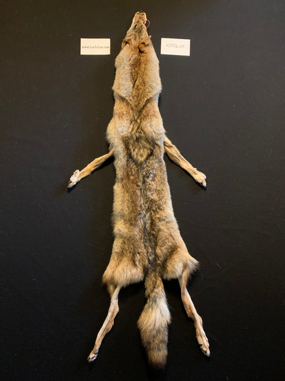 Coyote pelt KCY26-05