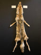 Coyote pelt KCY26-05