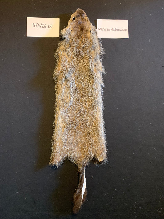 Woodchuck pelt BFW26-07