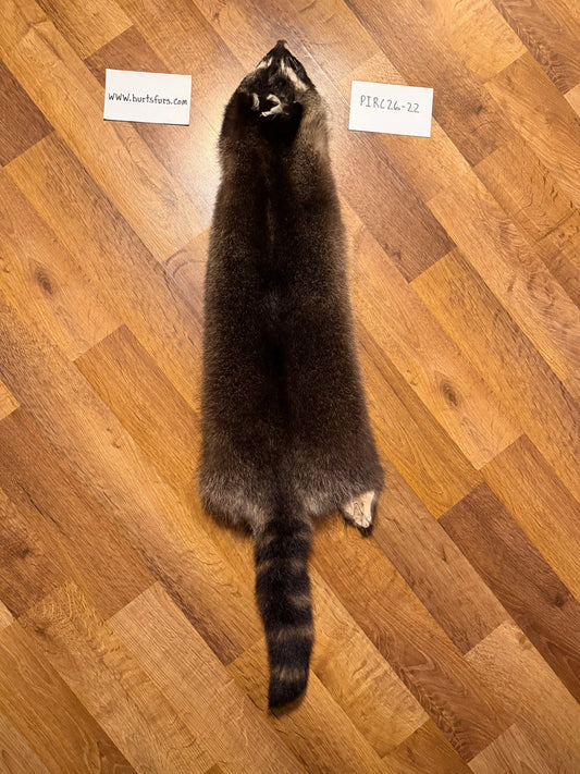 Raccoon pelt PIRC26-22