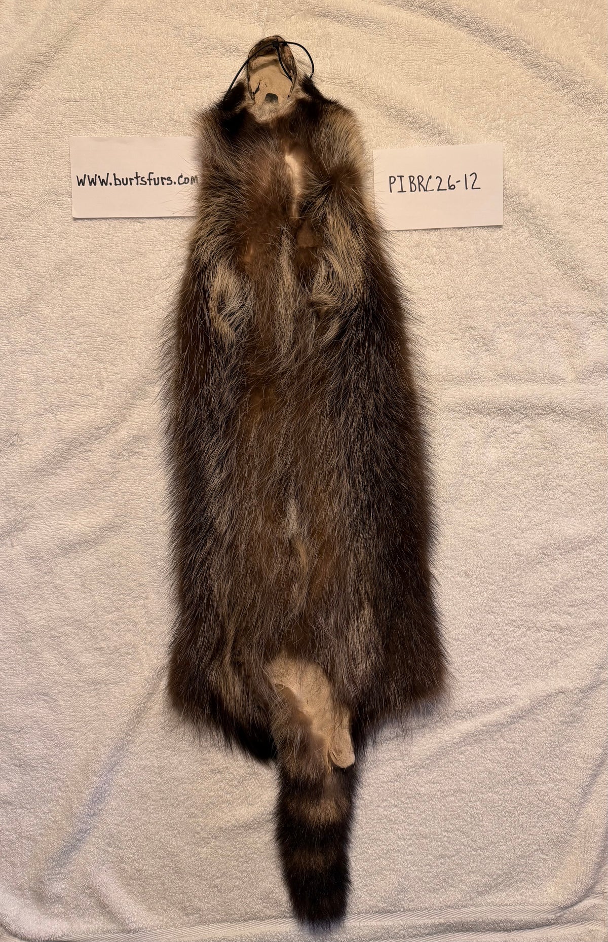 Fishercoon Racoon pelt PIBRC26-12