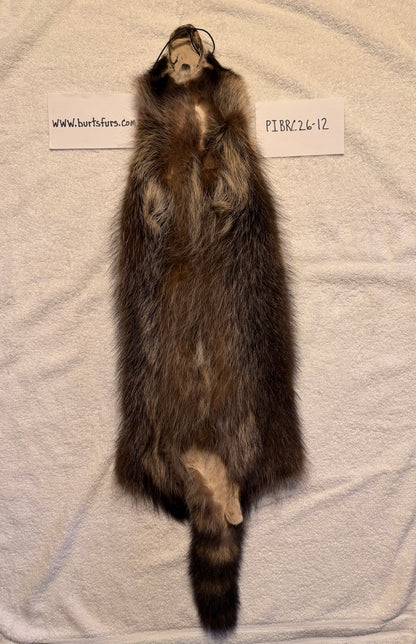 Fishercoon Racoon pelt PIBRC26-12