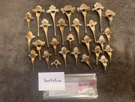 Deer bones