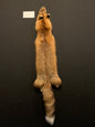 Red fox PIRF26-05