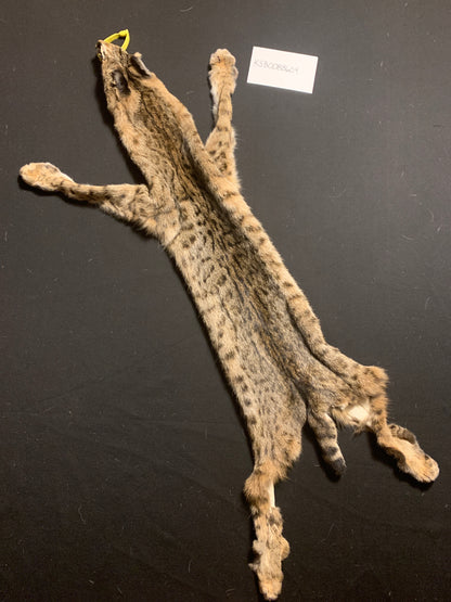 Bobcat Pelt KSB0088604