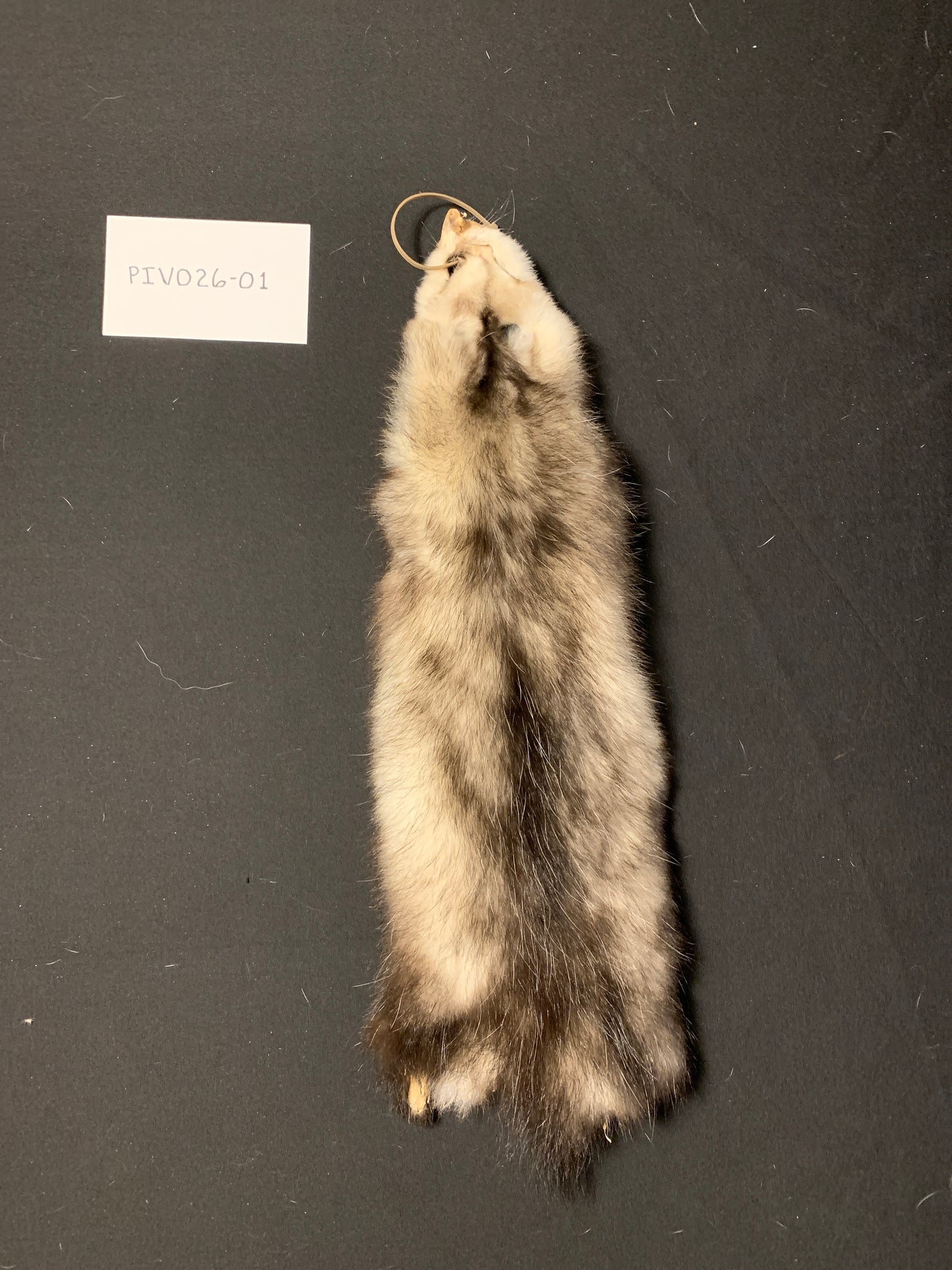 Opossum fur PIVO26-01
