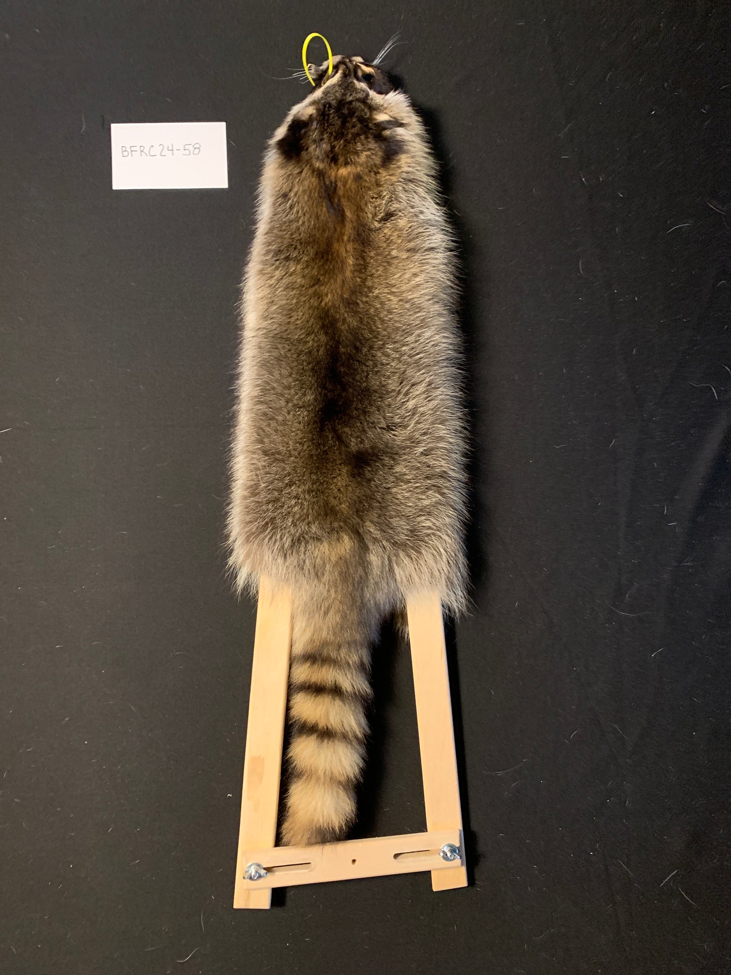 Raccoon fur BFRC24-58