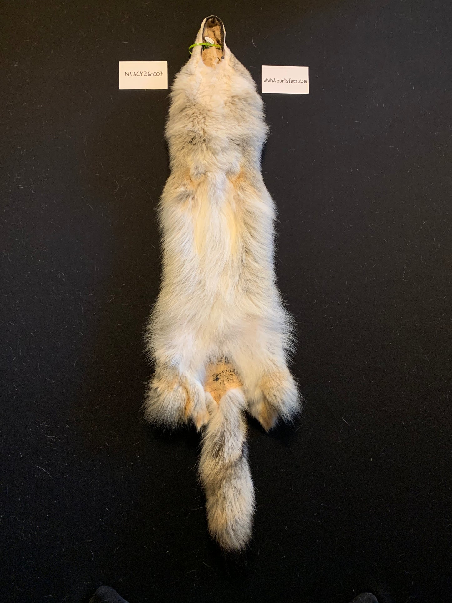 Coyote pelt NTACY26-007