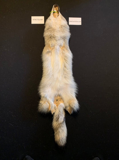 Coyote pelt NTACY26-007