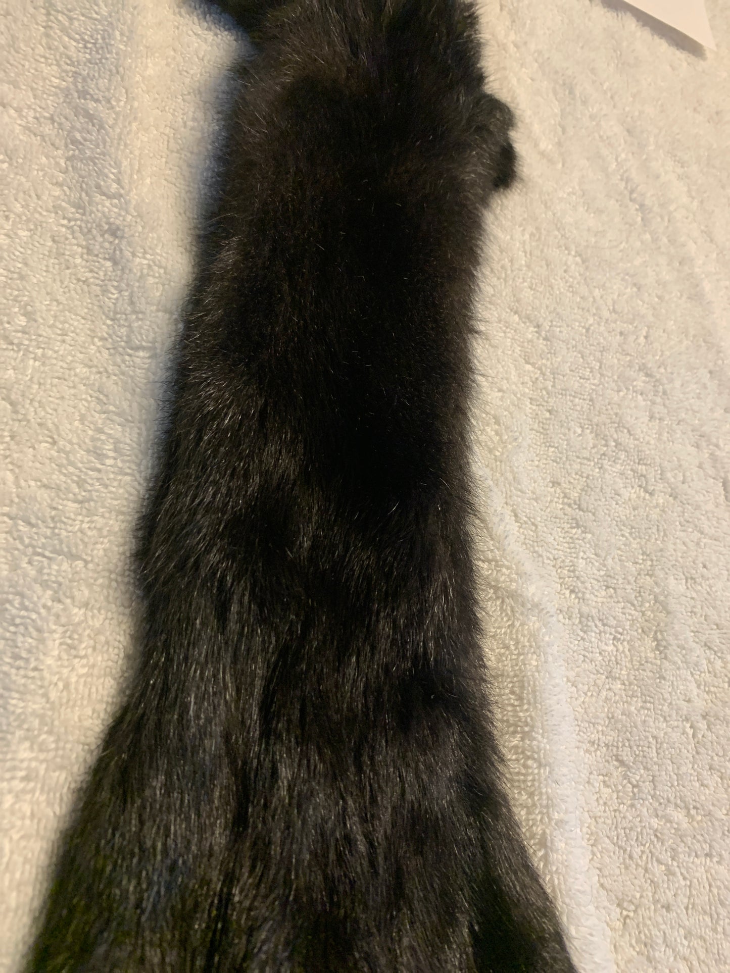 Black squirrel large craft grade