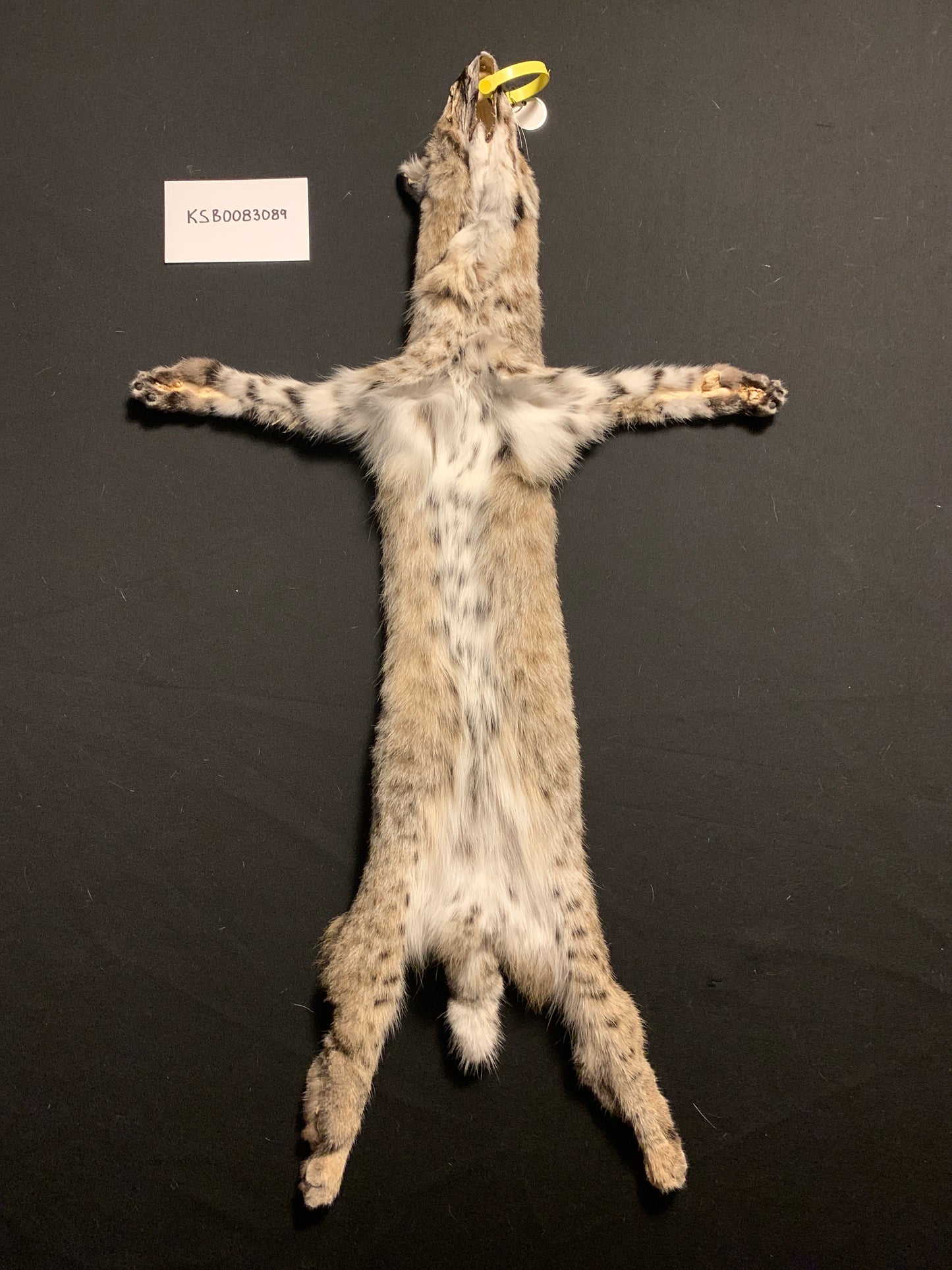 Bobcat pelt KSB083089