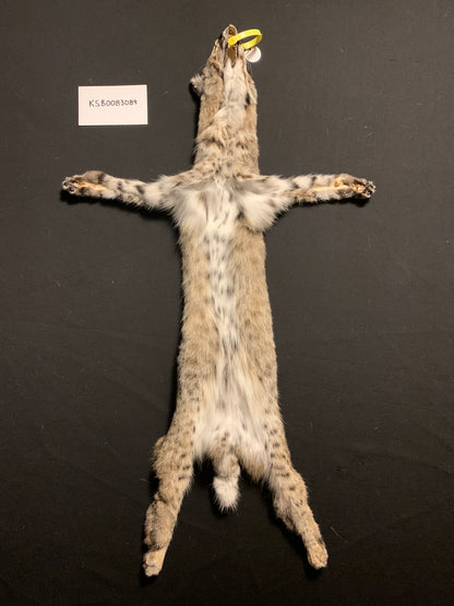 Bobcat pelt KSB083089