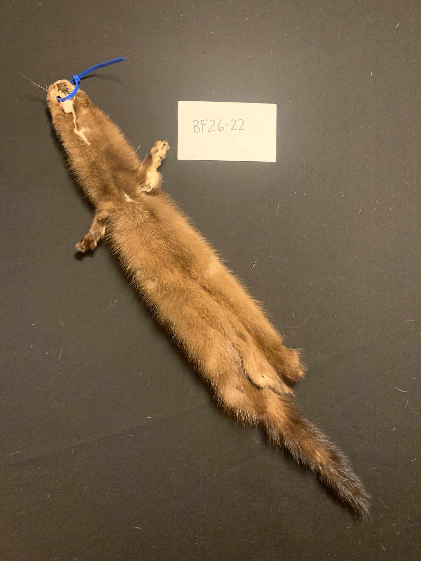 Buck mink BF26-22