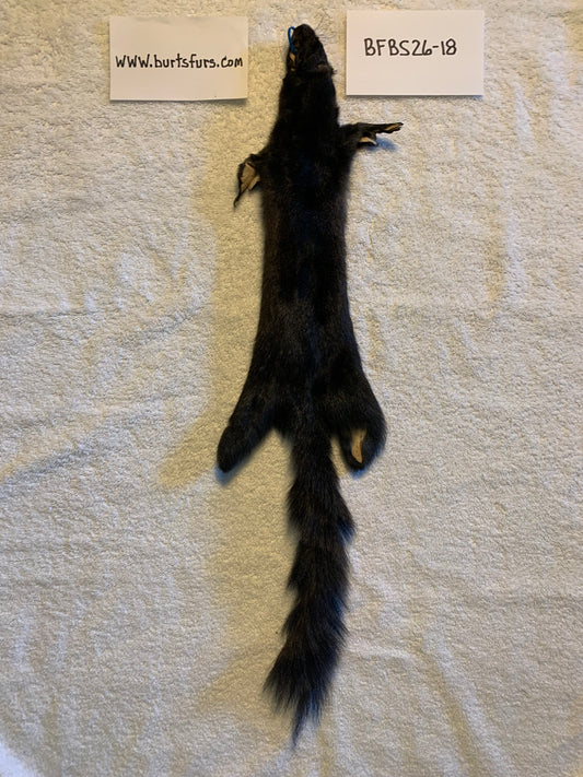 Black squirrel BFBS26-18