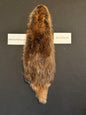Beaver pelt cased BFCB26-03