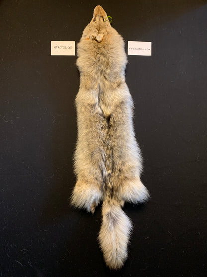 Coyote pelt NTACY26-007