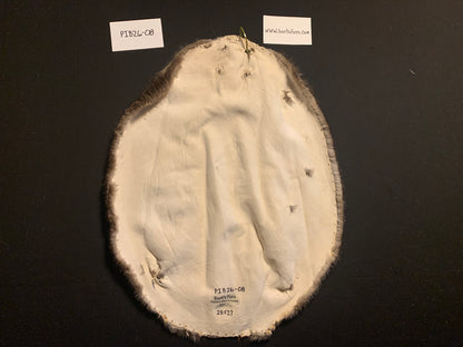 Beaver pelt PIB26-08
