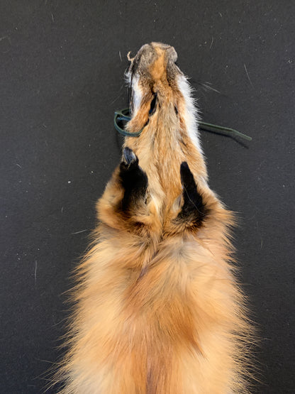 Red fox PIRF26-03