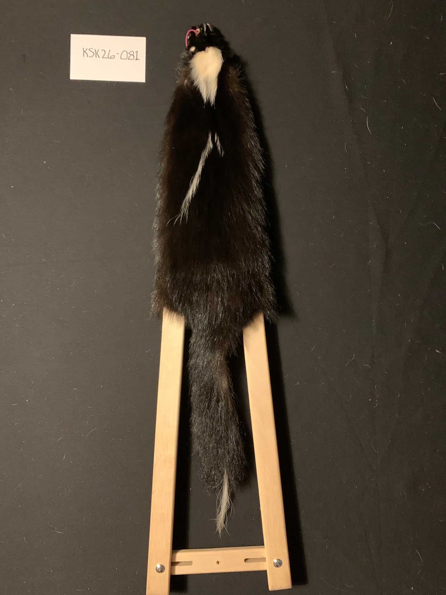Skunk fur KSK26-081