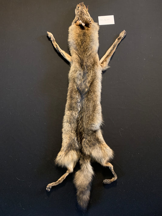 Coyote PIC26-01