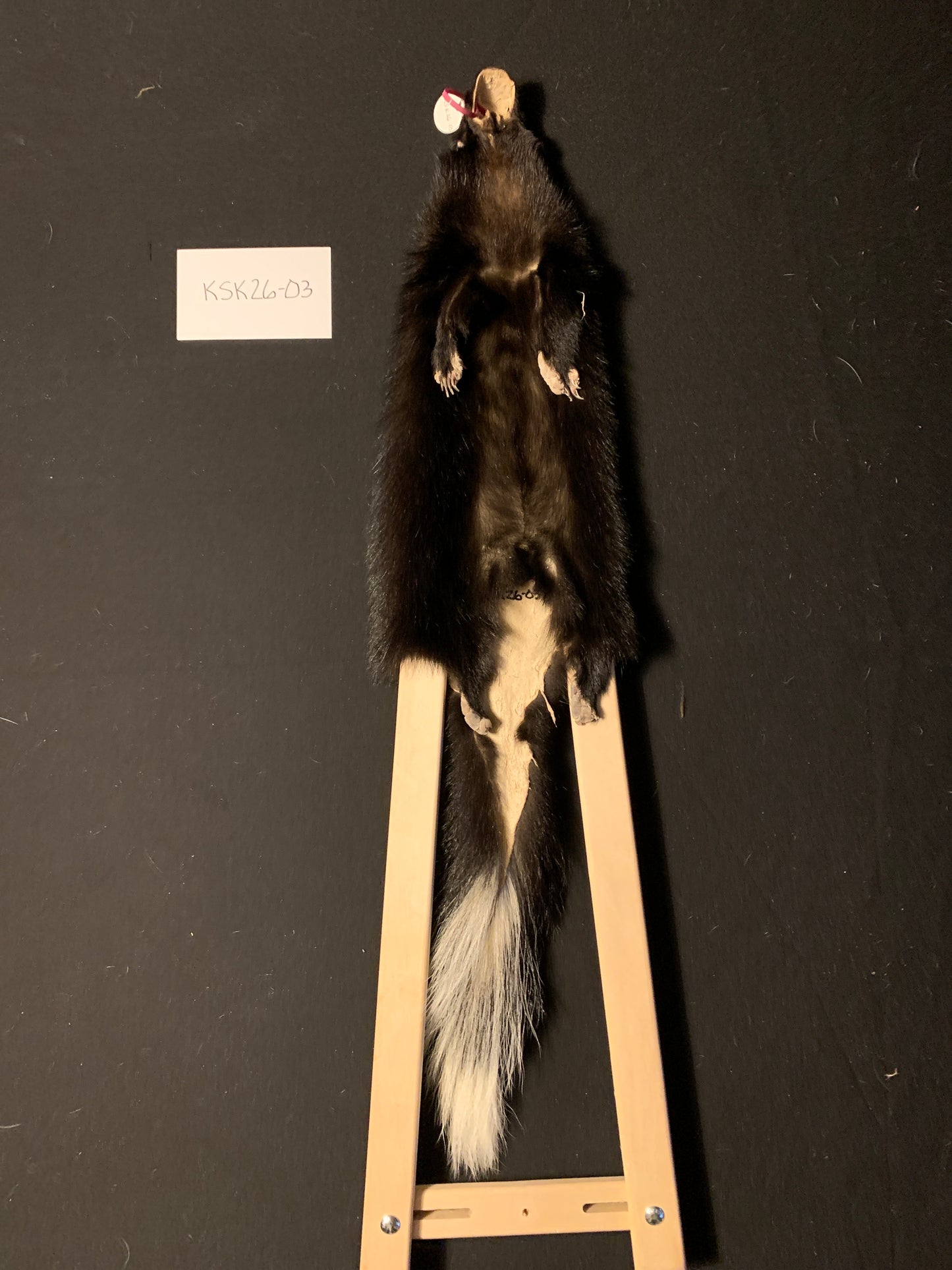 Skunk pelt KSK26-03