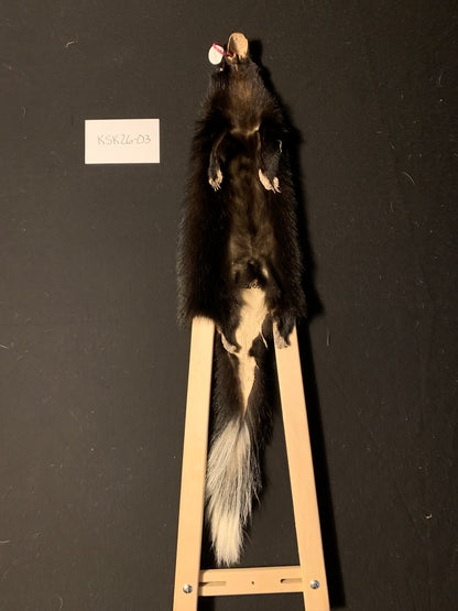 Skunk pelt KSK26-03