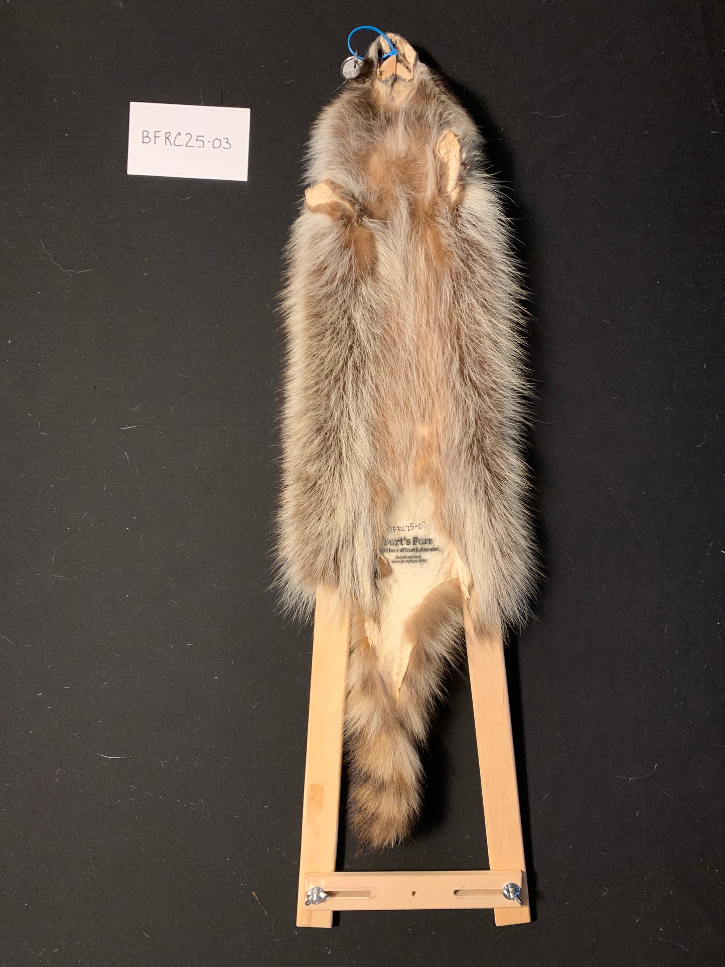 Raccoon fur BFRC25-03