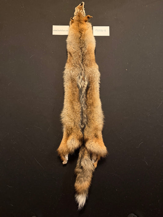 Coyote fur PICY26-12