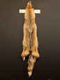 Coyote fur PICY26-12
