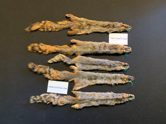 Fox squirrel craft grade