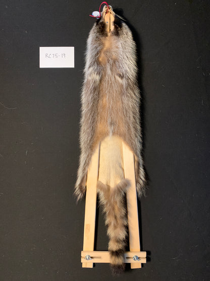 Raccoon fur RC75-19