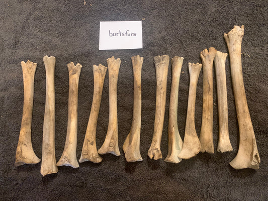 Deer leg bones