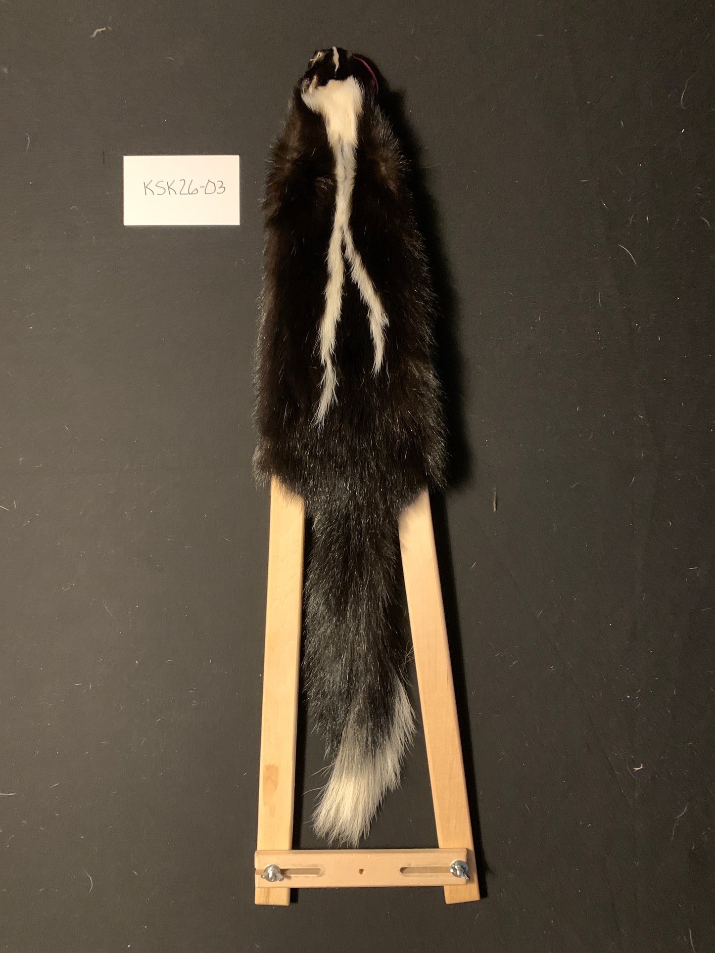 Skunk pelt KSK26-03