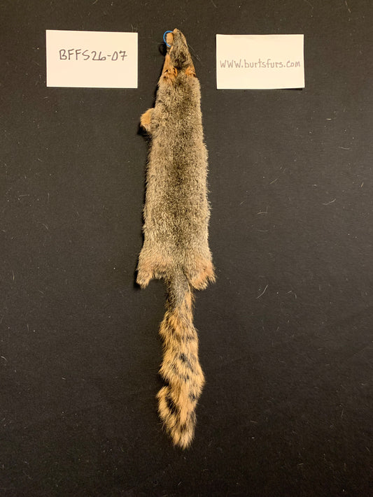 Fox squirrel BFFS26-07