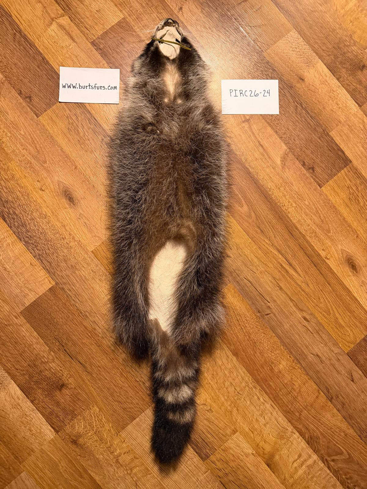Raccoon pelt PIRC26-24