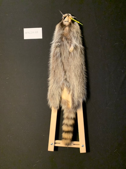 Raccoon fur BFRC24-58