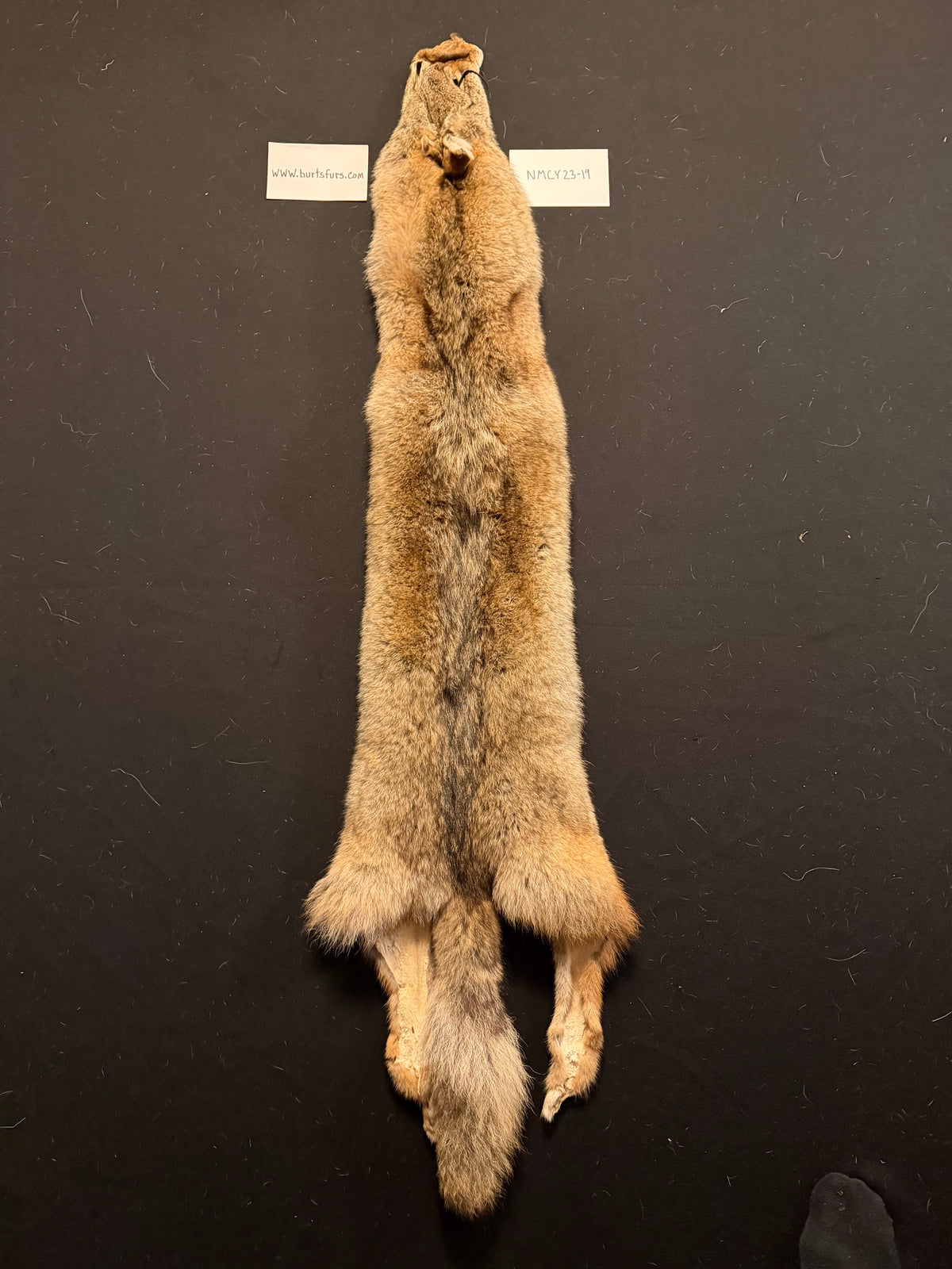 Coyote pelt NMCY23-19