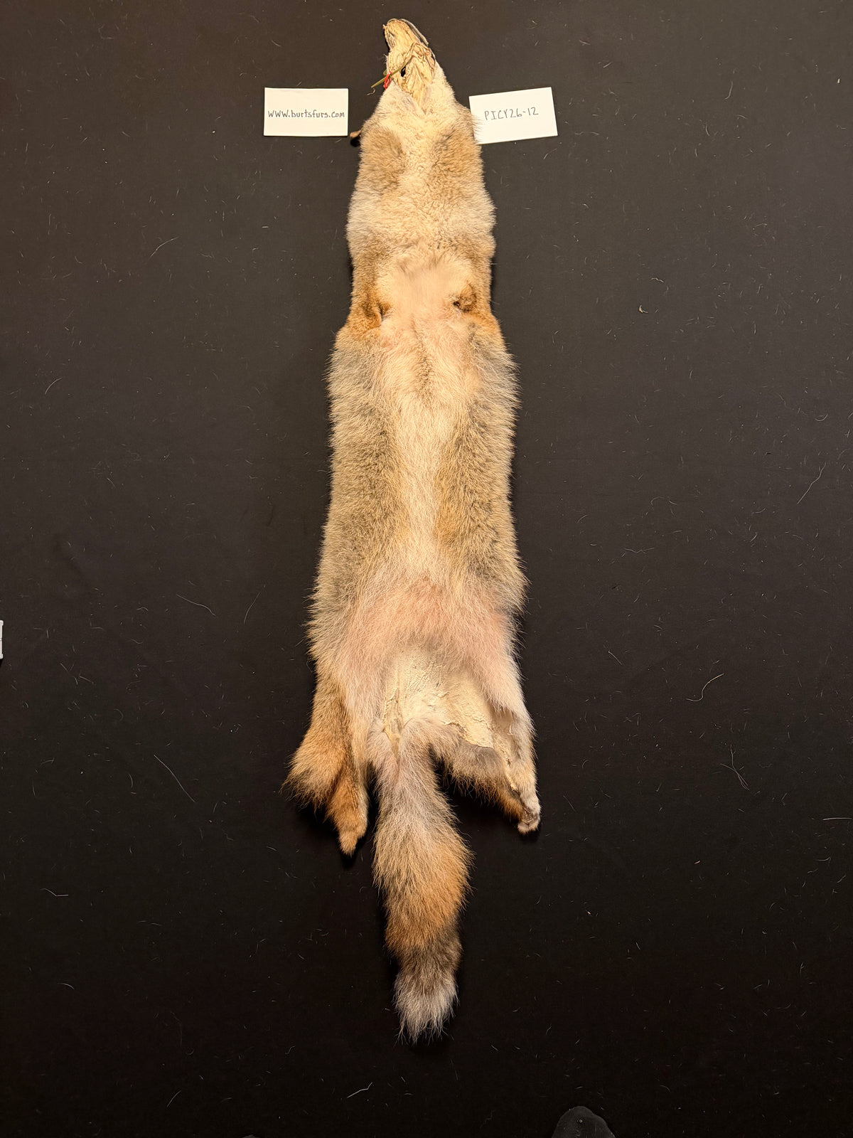 Coyote fur PICY26-12
