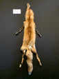 Red fox PIRF26-03